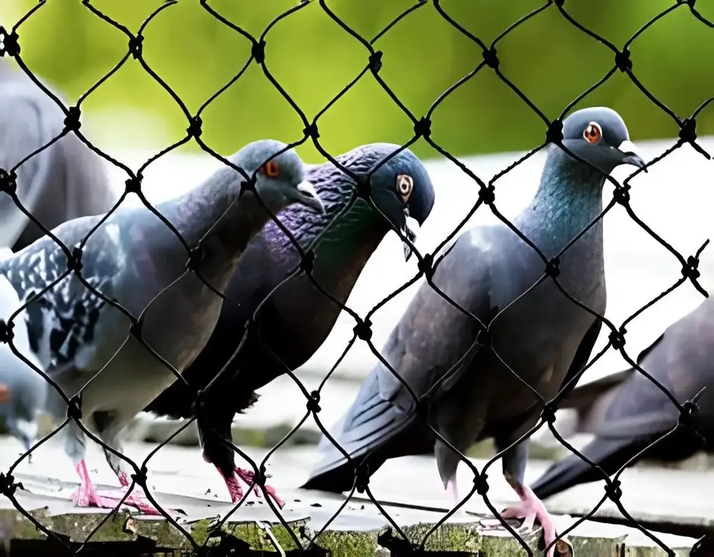 Top Premium Quality Safety Nets for Pigeons in Bangalore